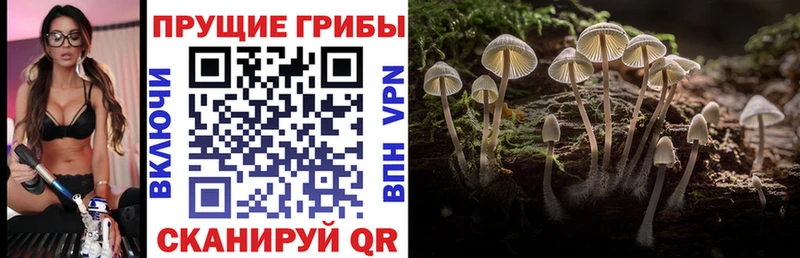 купить  сайты  kraken зеркало  Галлюциногенные грибы мухоморы  Ковдор 